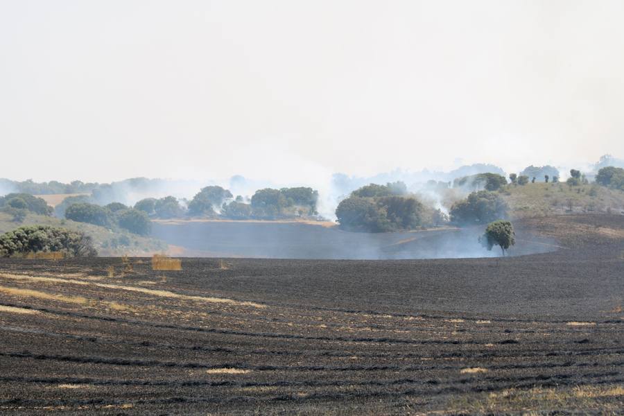 Fotos: Un incendio quema varias hectáreas de cereal y monte en Vertavillo