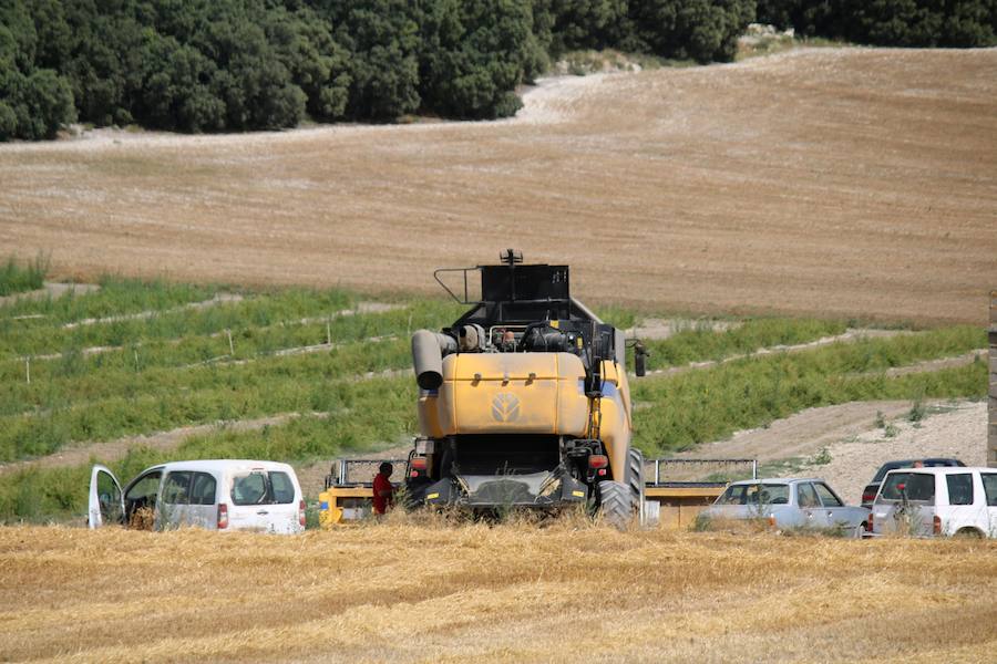 Fotos: Un incendio quema varias hectáreas de cereal y monte en Vertavillo