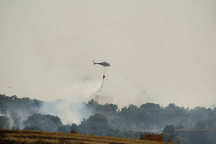 Fotos: Un incendio quema varias hectáreas de cereal y monte en Vertavillo