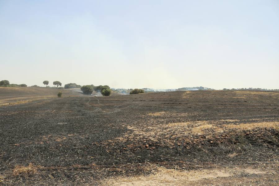Fotos: Un incendio quema varias hectáreas de cereal y monte en Vertavillo