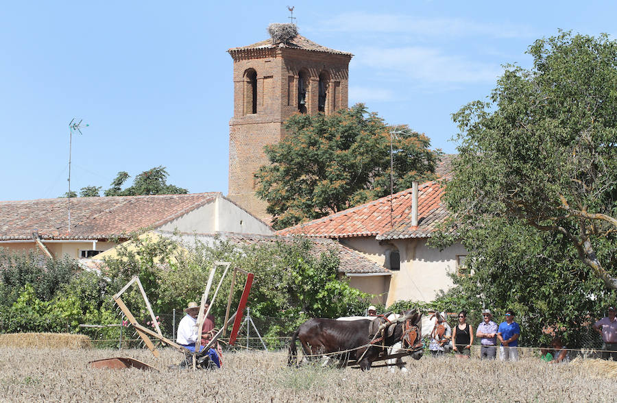 Fotos: Fiesta de la Trilla en Castrillo de Villavega