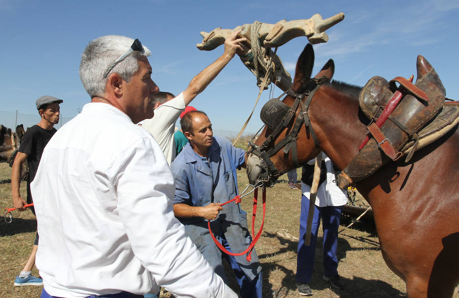 Fotos: Fiesta de la Trilla en Castrillo de Villavega