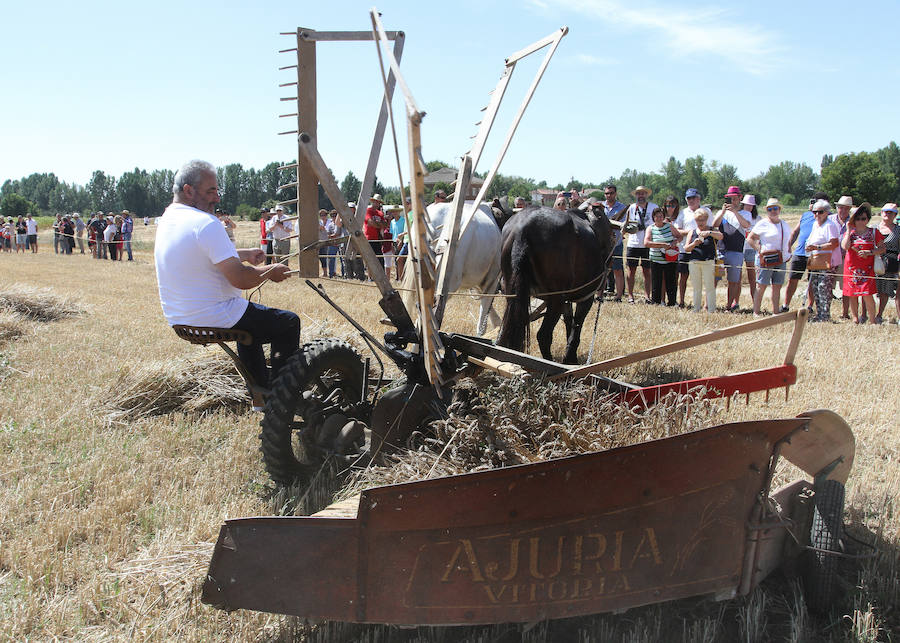 Fotos: Fiesta de la Trilla en Castrillo de Villavega