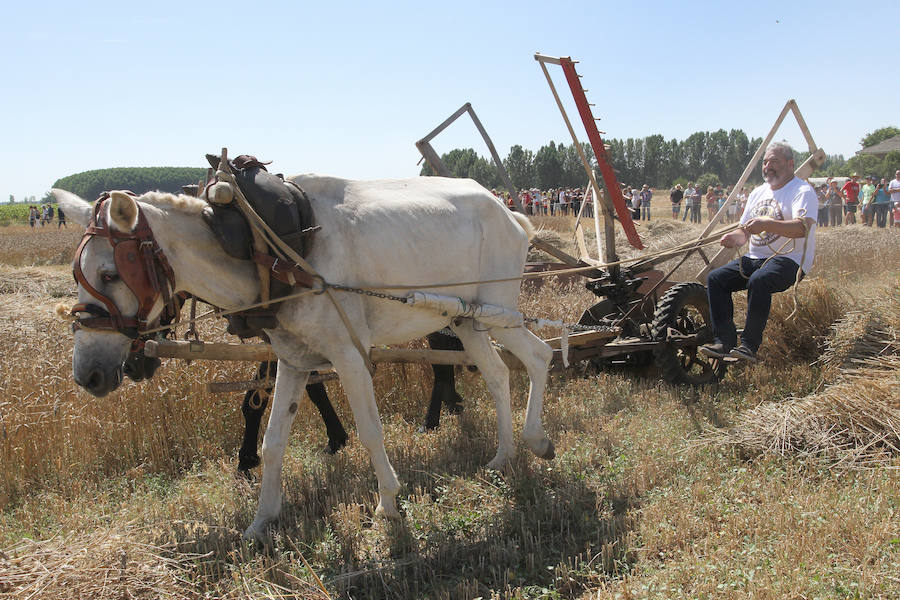 Fotos: Fiesta de la Trilla en Castrillo de Villavega