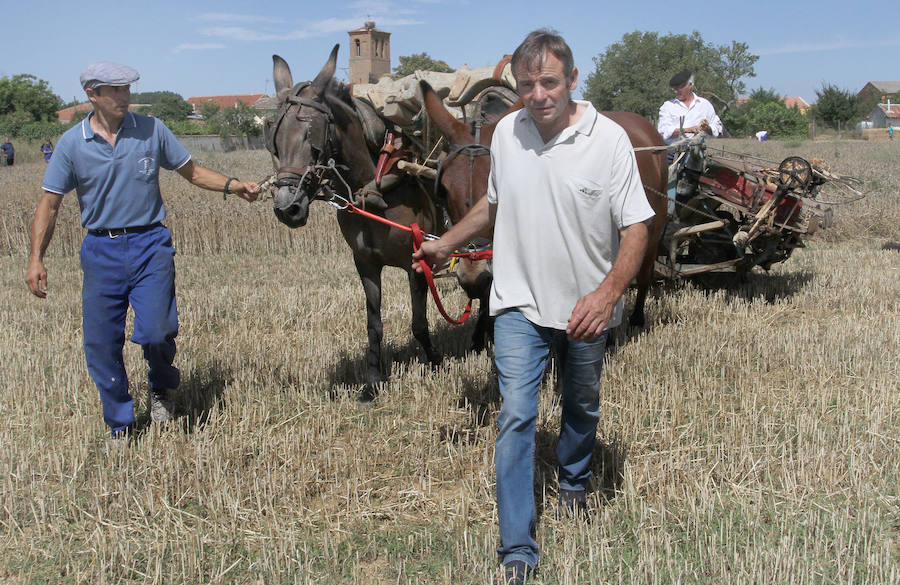 Fotos: Fiesta de la Trilla en Castrillo de Villavega