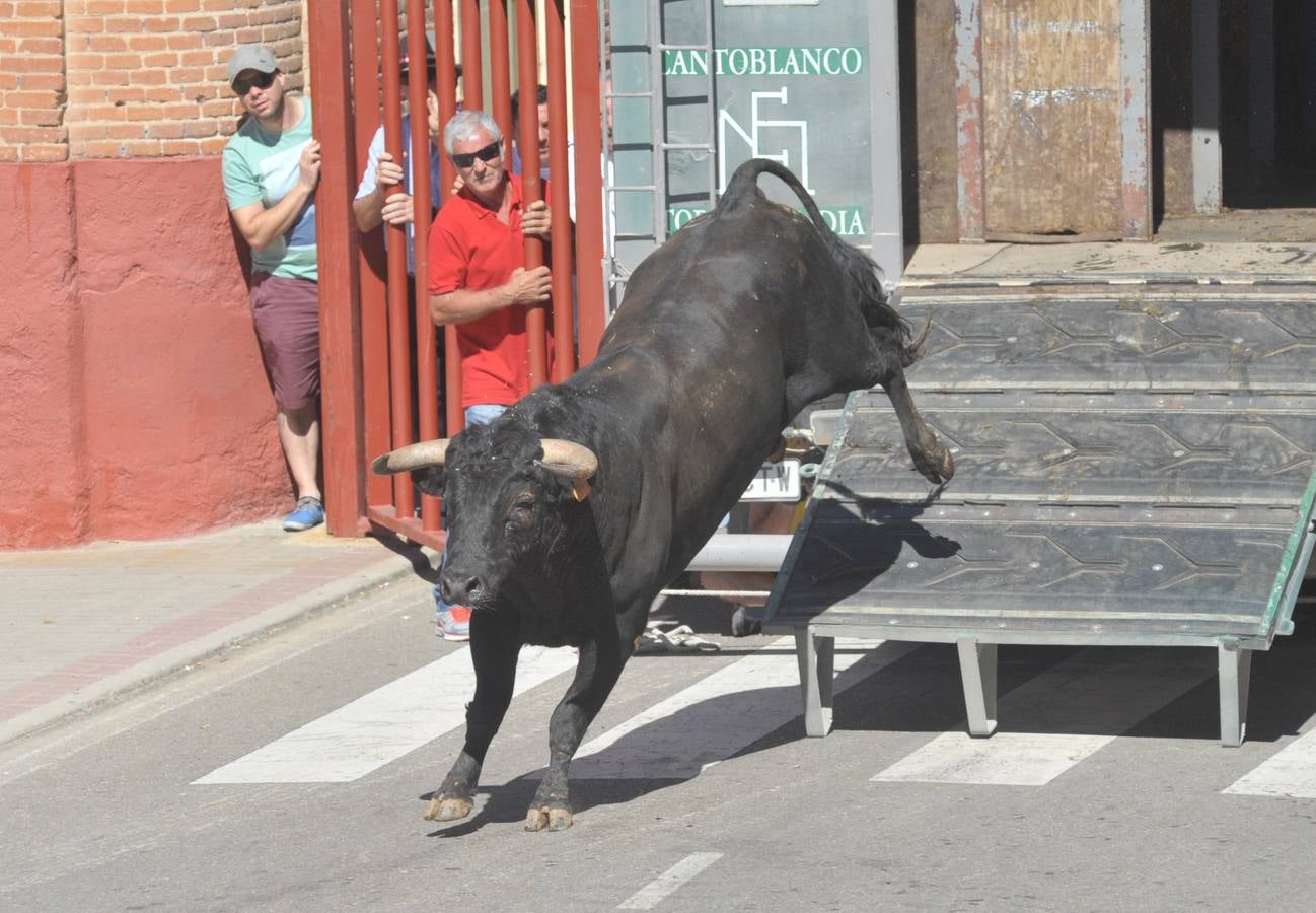 Fotos: Encierro en Rueda