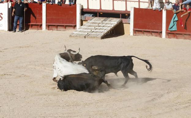 Momento del encontronazo en el que uno de los toros ha muerto. 