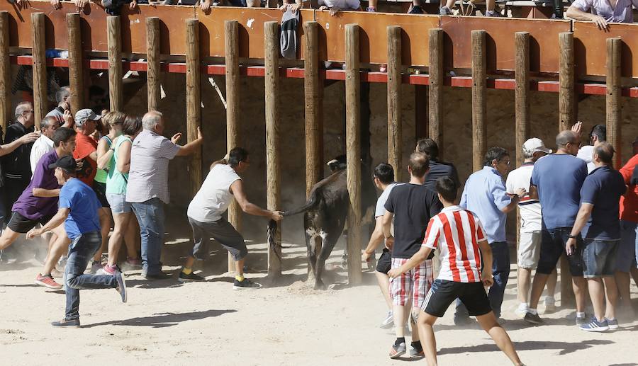 Fotos: Primer encierro en Peñafiel