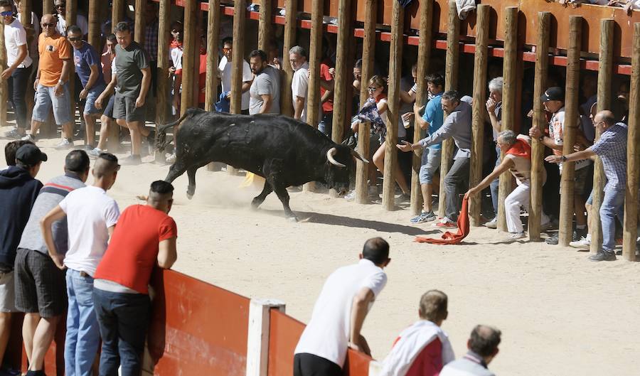 Fotos: Primer encierro en Peñafiel