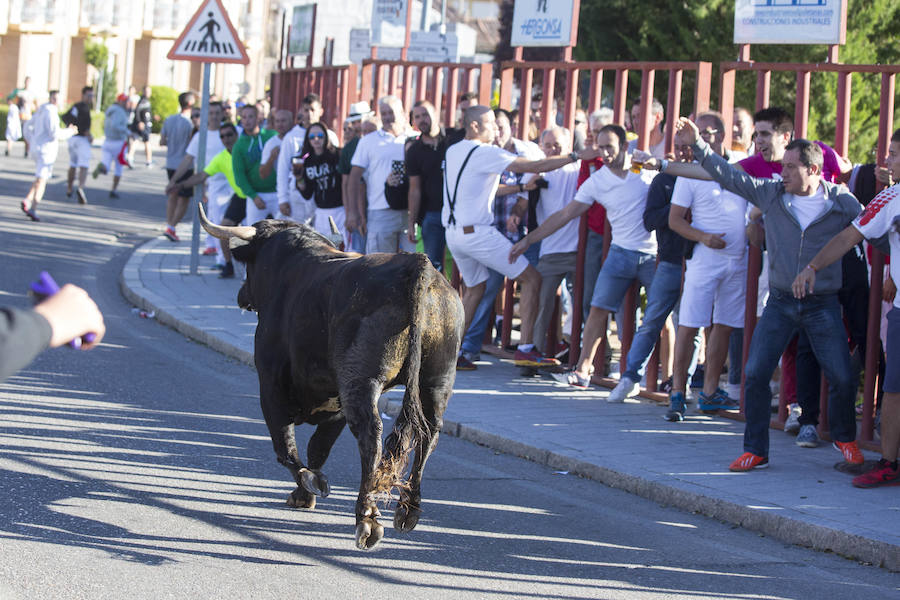 Se ha celebrado a las 9.30 y ha dejado un herido por asta de toro. Un varón de unos 40 años ha sufrido dos cornadas y se ha golpeado la cabeza. El Toro del Alba es uno de los festejos más concurridos de este 15 de agosto en la localidad.