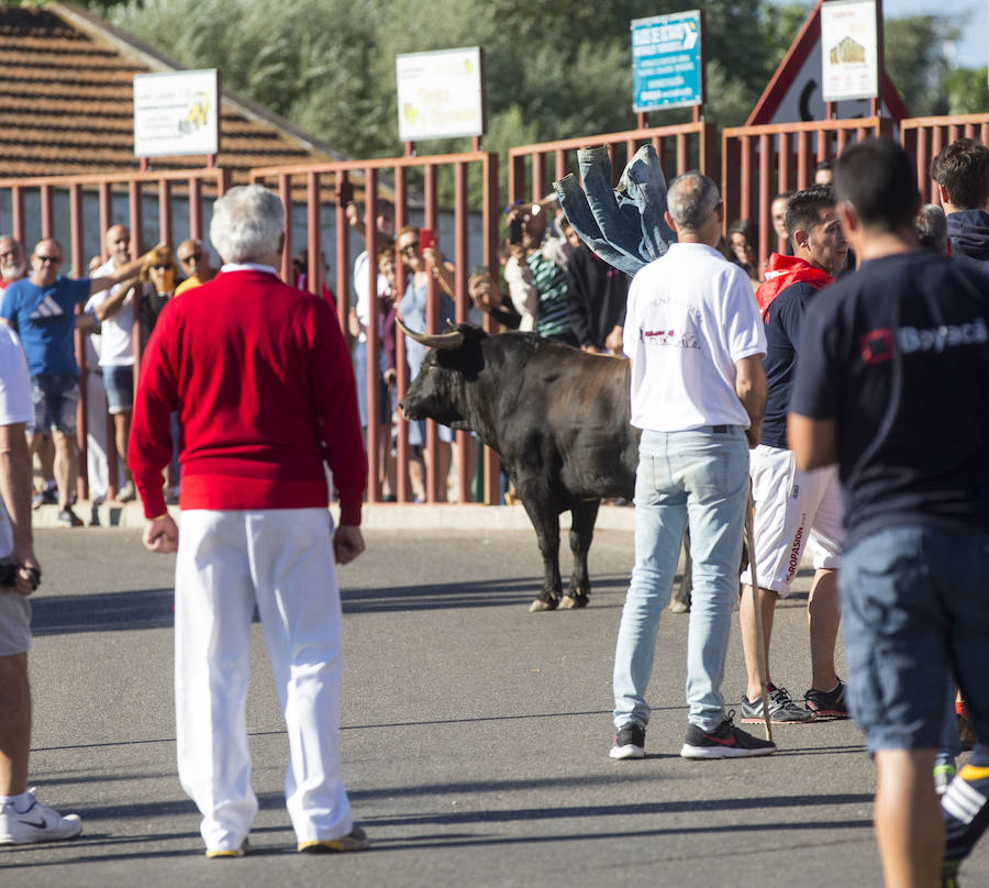 Se ha celebrado a las 9.30 y ha dejado un herido por asta de toro. Un varón de unos 40 años ha sufrido dos cornadas y se ha golpeado la cabeza. El Toro del Alba es uno de los festejos más concurridos de este 15 de agosto en la localidad.