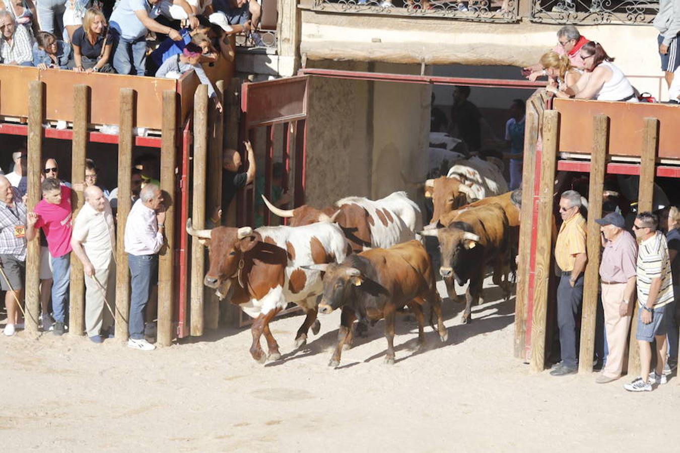 Fotos: Primer encierro en Peñafiel