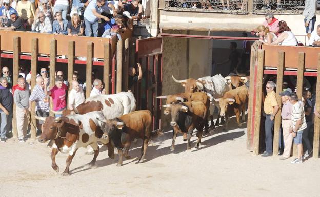 Llegada de los toros a la Plaza del Coso de Peñafiel.