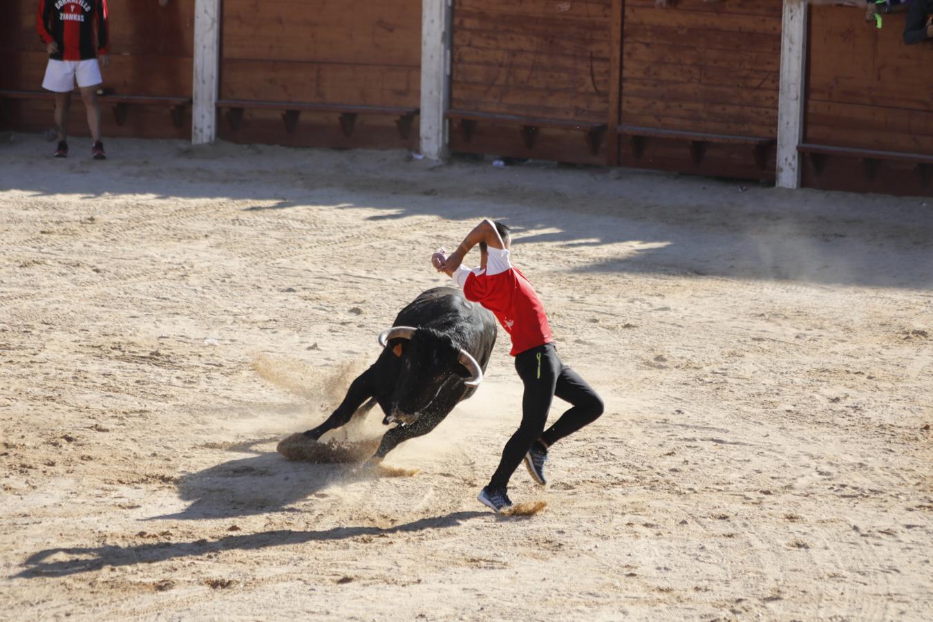 Fotos: Capea en la Plaza del Coso de Peñafiel