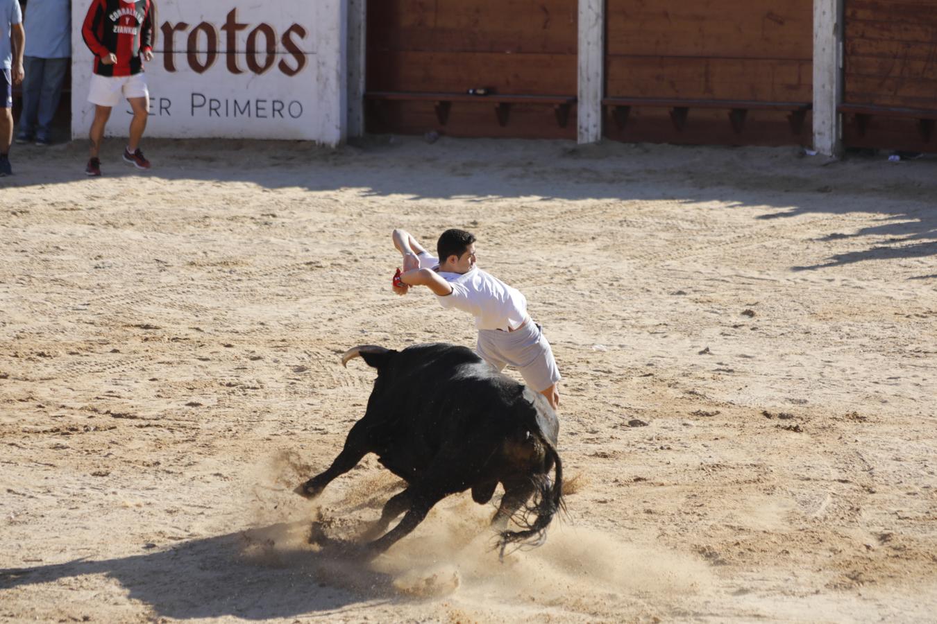 Fotos: Capea en la Plaza del Coso de Peñafiel