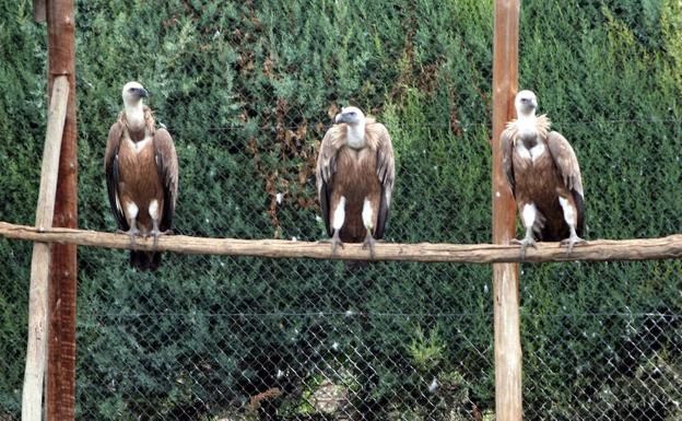 Buitres en el Centro de Recuperación de Los Lavaderos. 