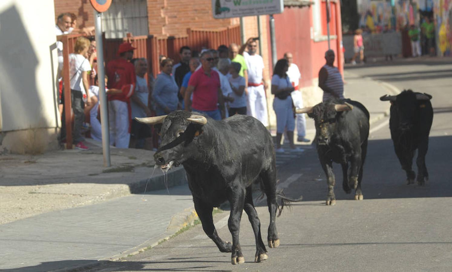 Fotos: Encierro de la mañana del jueves en Tudela de Duero