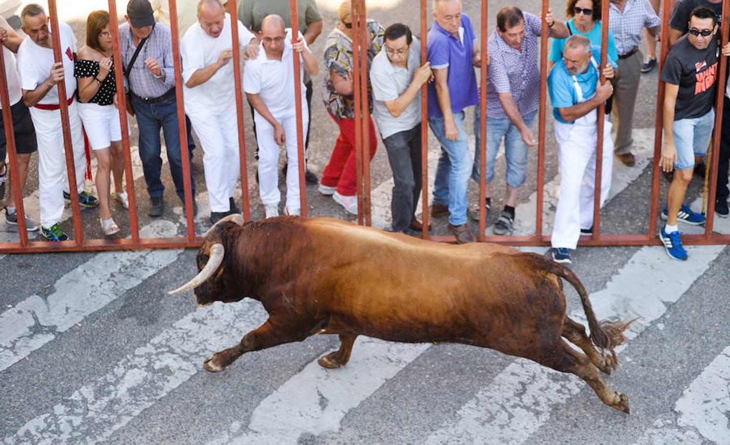 Fotos: Encierro de la mañana del jueves en Tudela de Duero