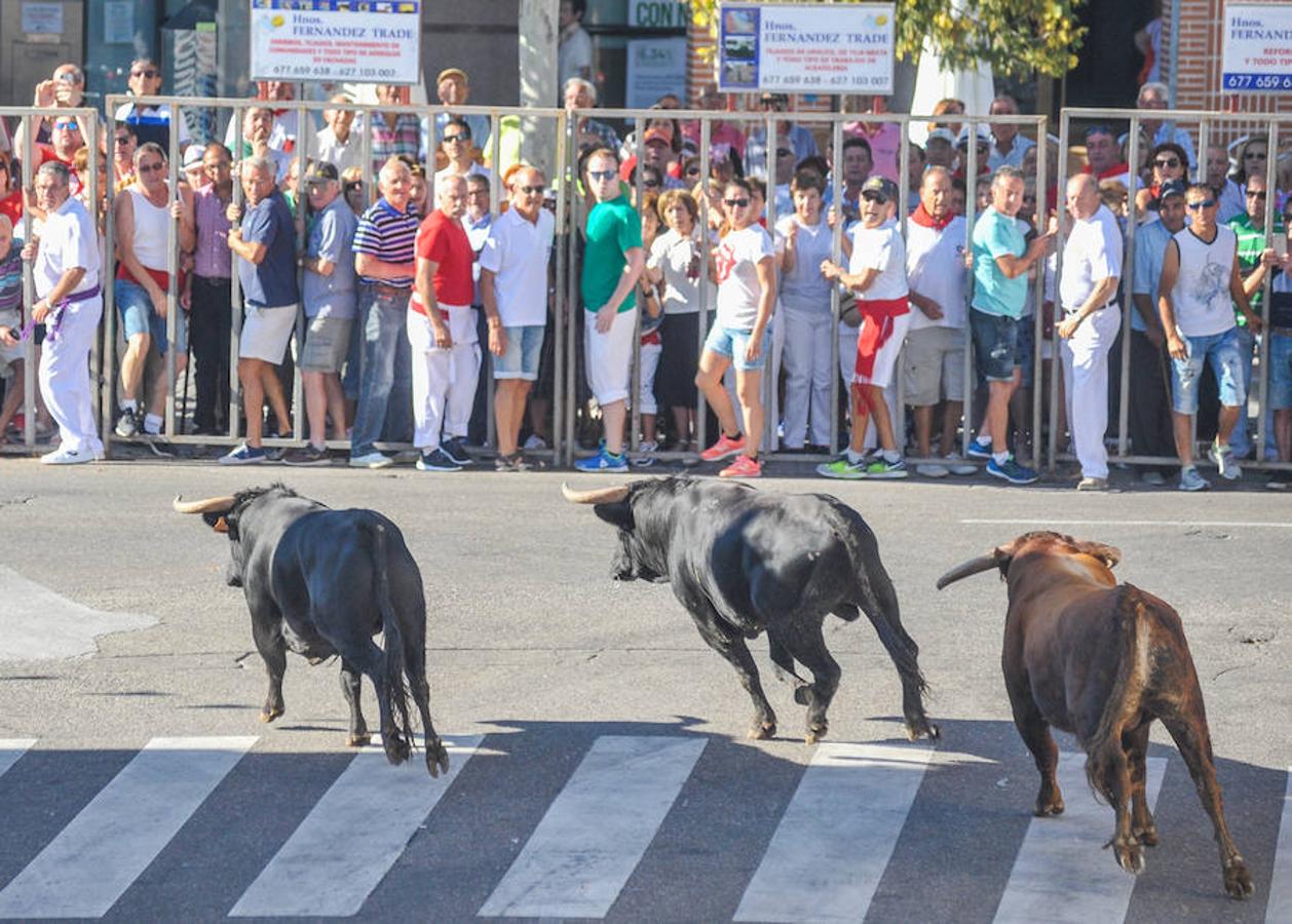 Fotos: Encierro de la mañana del jueves en Tudela de Duero