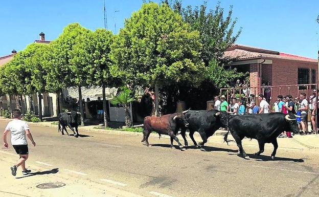 Encierro en Pollos.