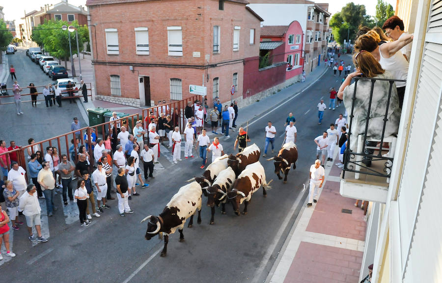 Fotos: Encierro del viernes en Tudela de Duero