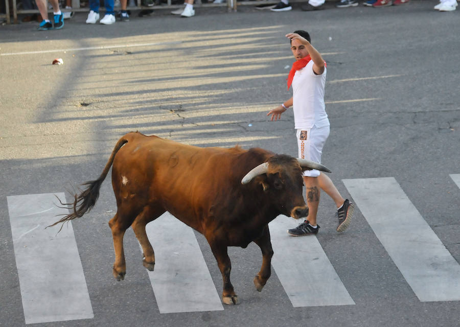 Fotos: Encierro del viernes en Tudela de Duero