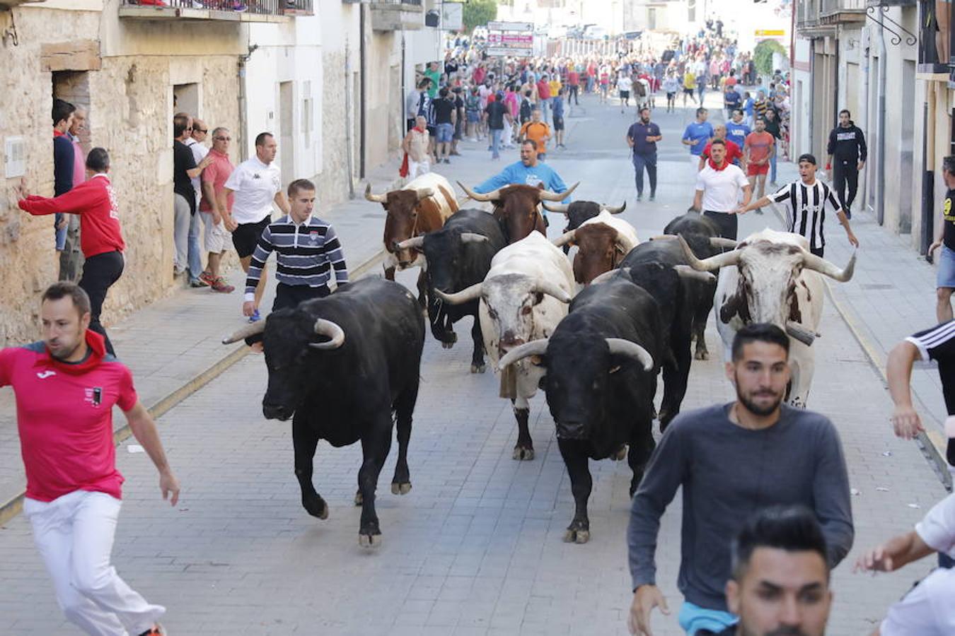 Fotos: Quinto encierro y capea de las fiestas de Peñafiel. Sábado