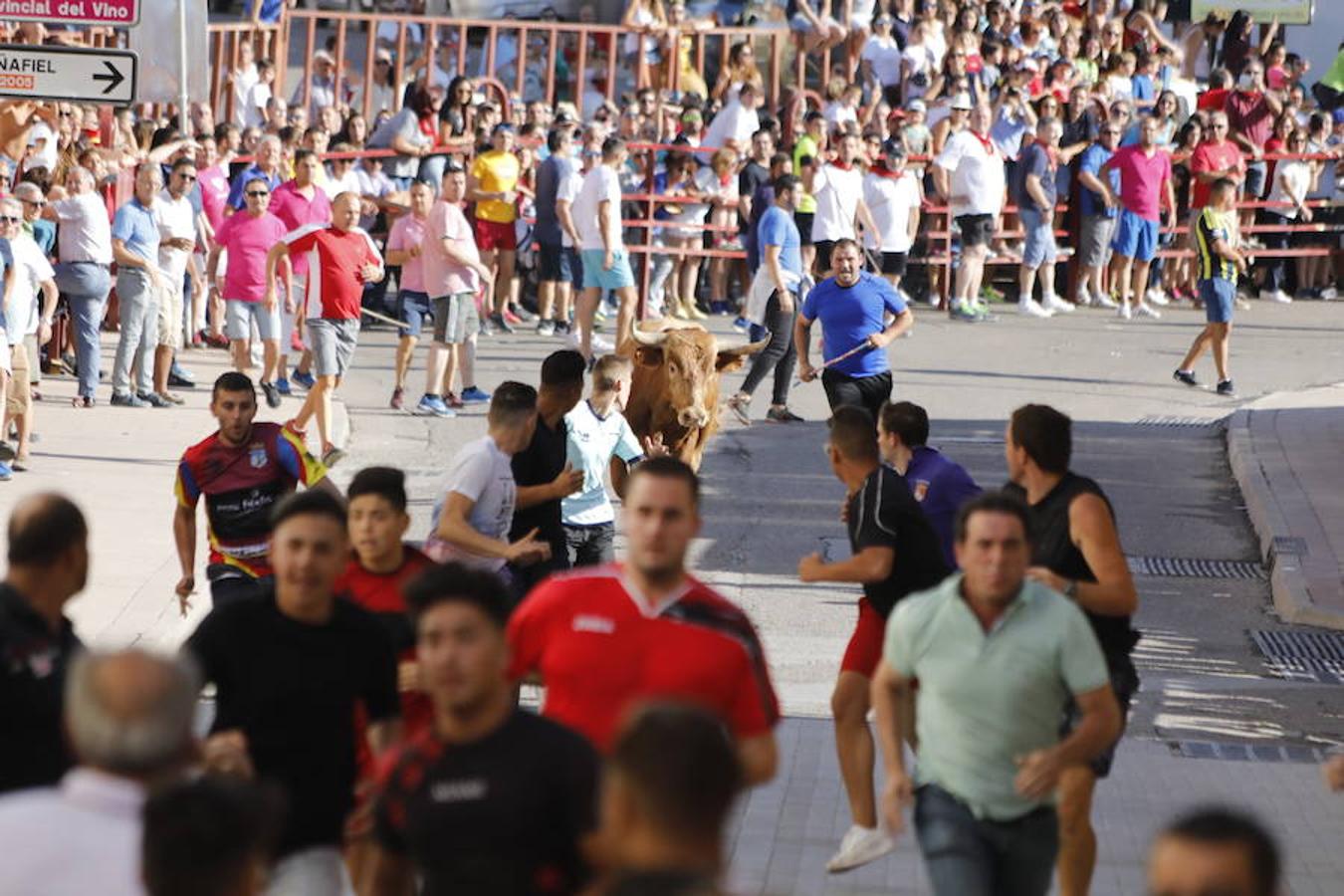 Fotos: Último encierro de las fiestas de Peñafiel