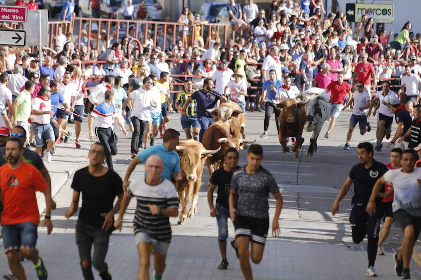 Fotos: Último encierro de las fiestas de Peñafiel