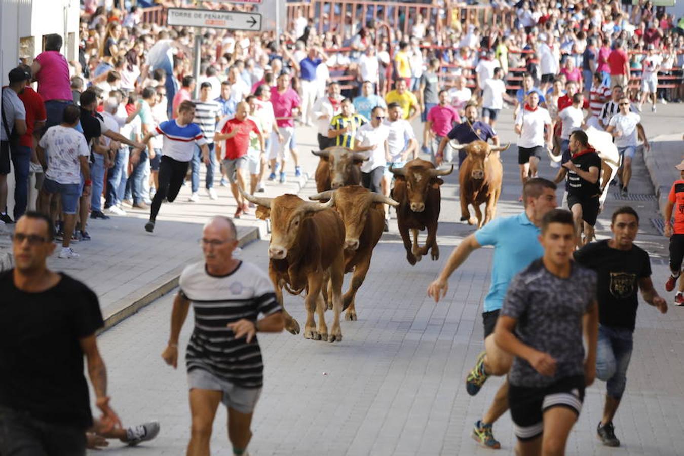 Fotos: Último encierro de las fiestas de Peñafiel