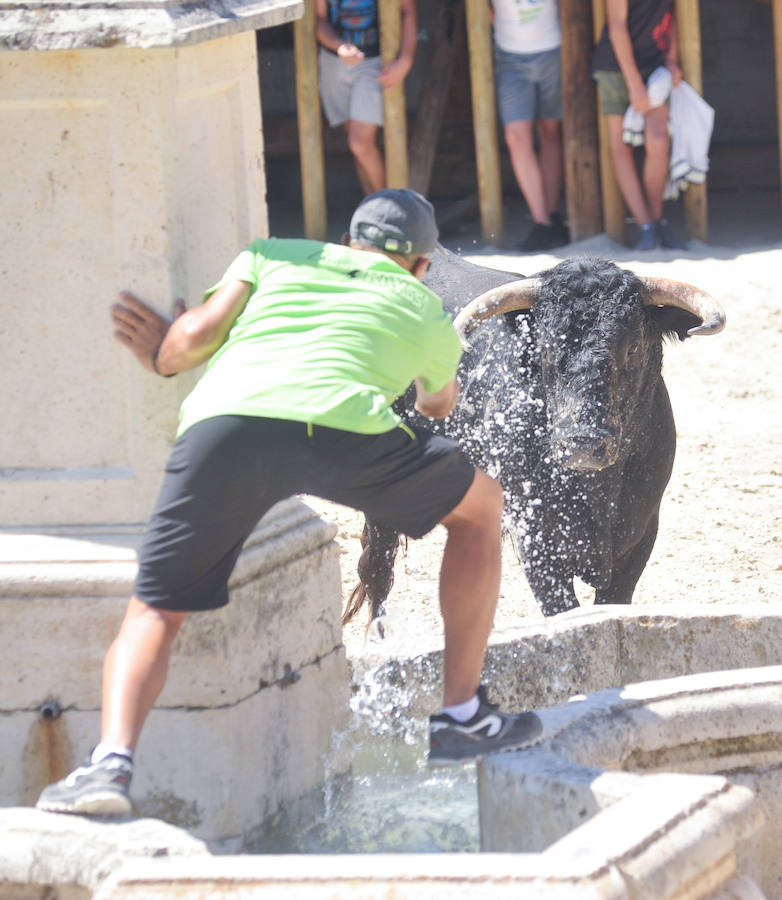 Fotos: Encierro del domingo en Serrada