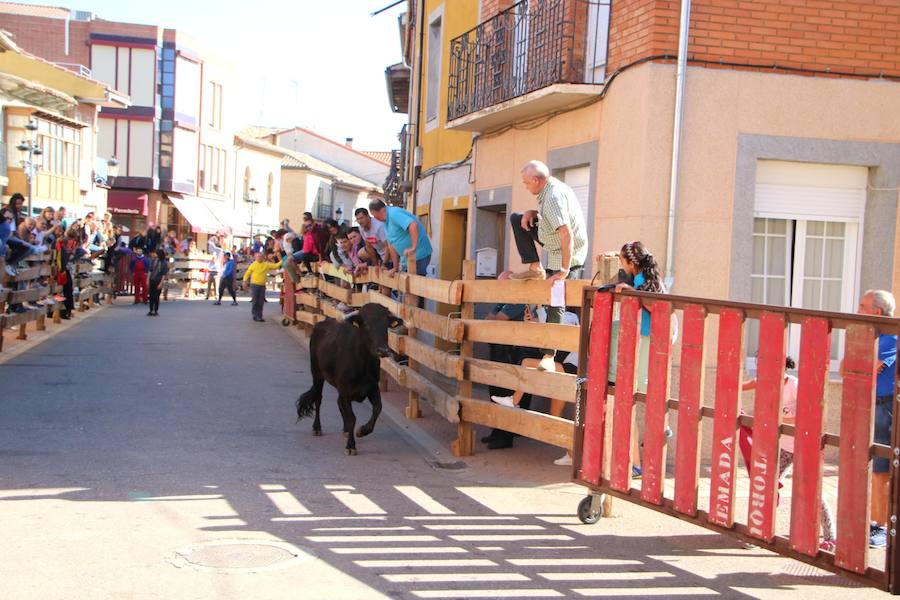 Fotos: Torquemada sigue Fiel a sus Encierros