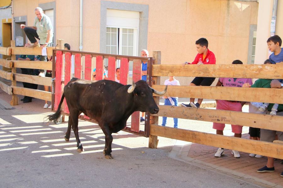 Fotos: Torquemada sigue Fiel a sus Encierros