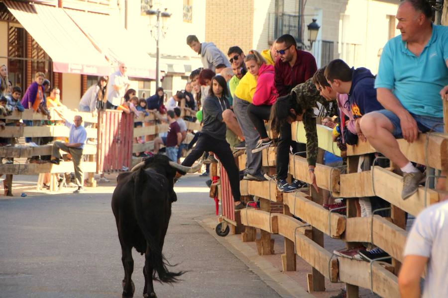 Fotos: Torquemada sigue Fiel a sus Encierros