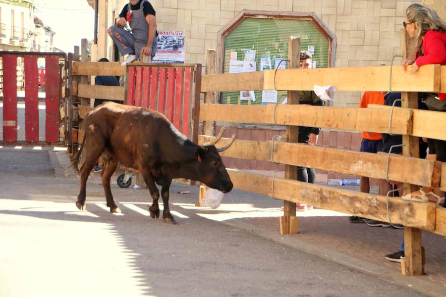 Fotos: Torquemada sigue Fiel a sus Encierros