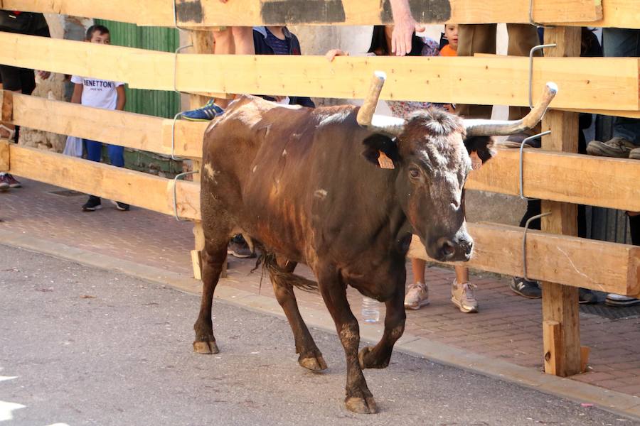 Fotos: Torquemada sigue Fiel a sus Encierros