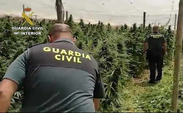 Camapo de marihuana en Almería. 