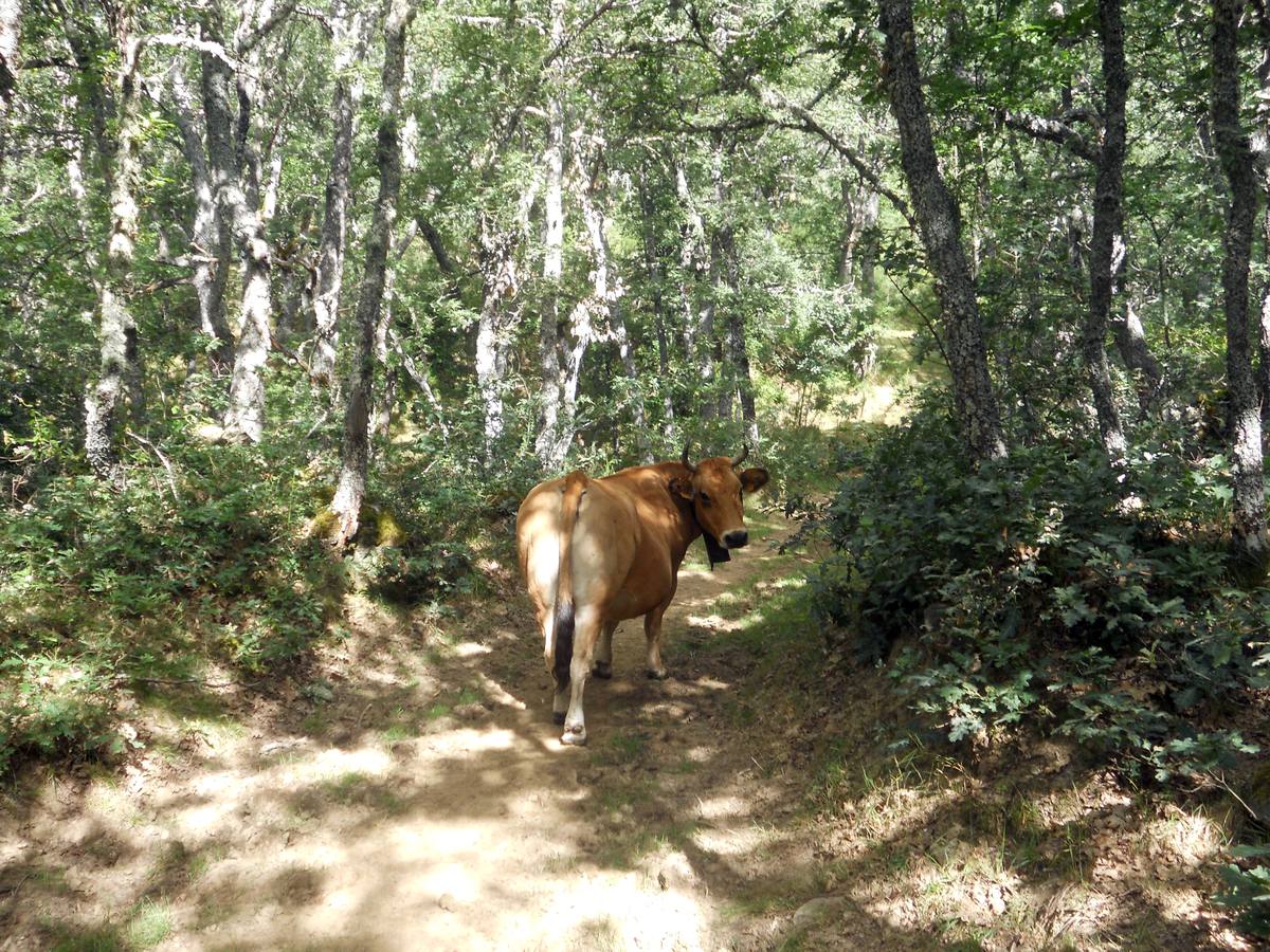 Una ruta de 11 kms, con un recorrido circular que une Villabellaco, Valle de Santullán y el Santuario del Carmen | Una senda en homenaje al escultor local Ursicinio Martínez entre bosques de rebollos y esculturas de sus compañeros del Grupo Muriel