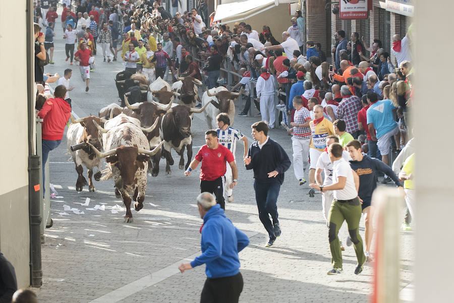 Solo cinco novillos han acabado el recorrido y han entrado en la plaza; el sexto ha tenido que ser anestesiado