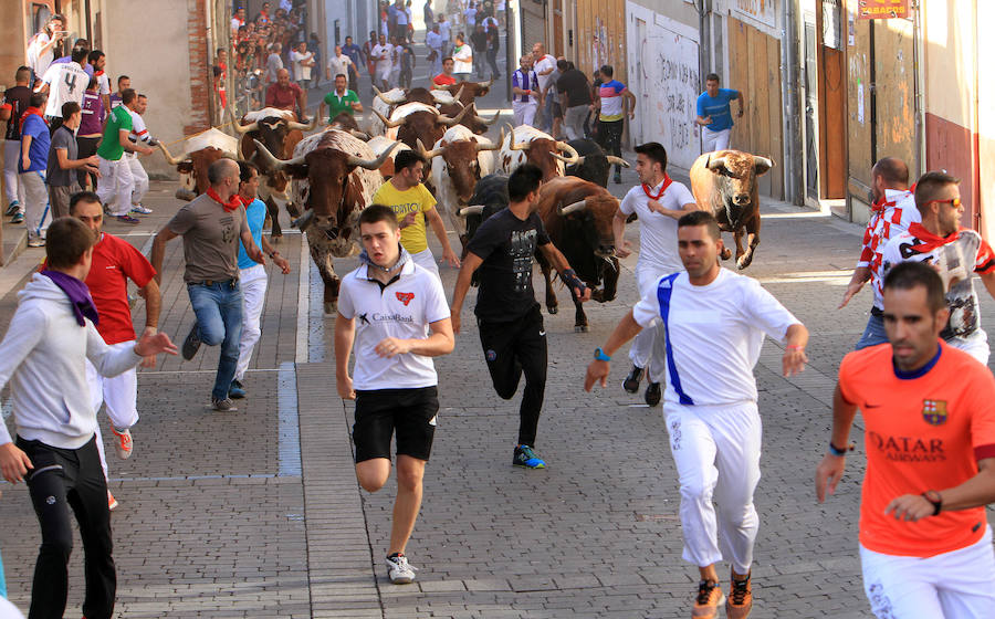 Fotos: Segundo encierro de las fiestas de Cuéllar