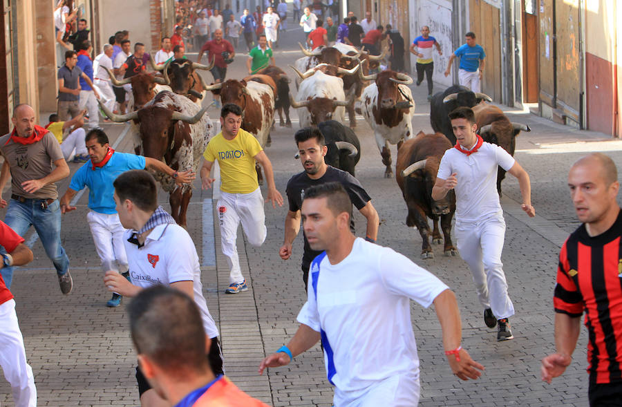 Fotos: Segundo encierro de las fiestas de Cuéllar