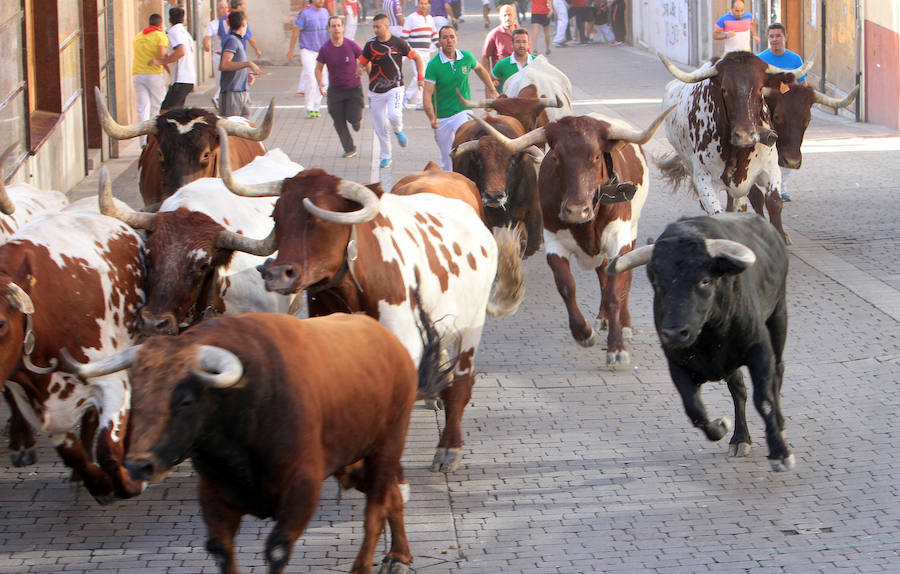 Fotos: Segundo encierro de las fiestas de Cuéllar