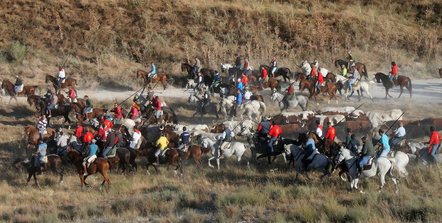 Fotos: Segundo encierro de las fiestas de Cuéllar