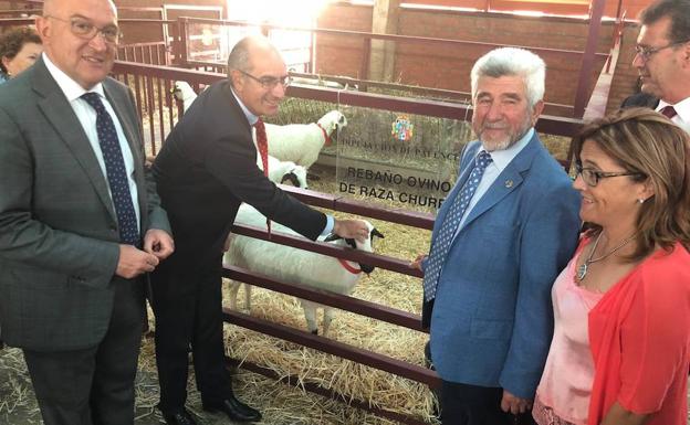 Ejemplares de ganado ovino churro presentado por la granja Tablares