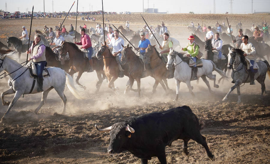 Último encierro de las fiestas de Medina del Campo.