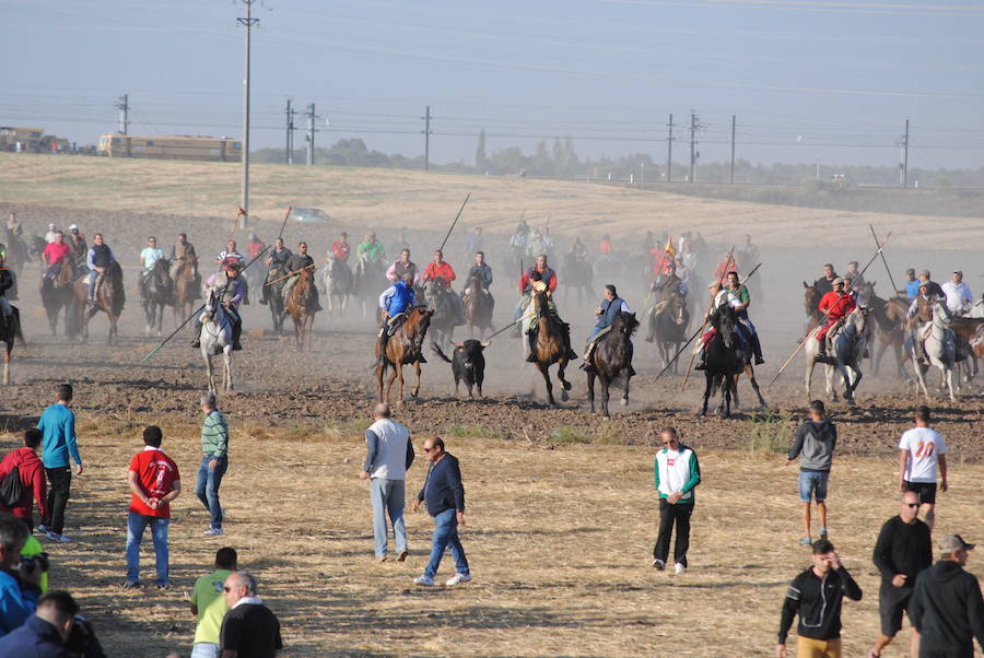 Último encierro de las fiestas de Medina del Campo.