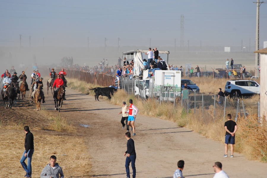 Último encierro de las fiestas de Medina del Campo.