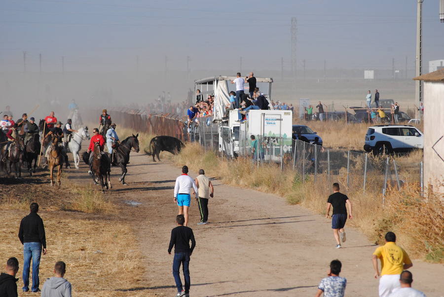 Último encierro de las fiestas de Medina del Campo.