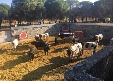 Imagen secundaria 1 - El tercer encierro por el campo de Portillo transcurre a buen ritmo y sin incidentes