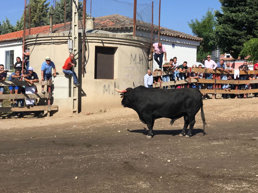 Dos personas han resultado heridas, al parecer uno con una posible cornada en la pierna